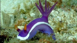 Kornati National Park diving trip [upl. by Walther173]