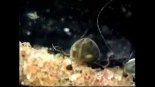 Living freshwater ostracods [upl. by Nnylatsyrc455]