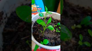 Grow Stock From Seeds How to sow Stock Stock Seeds Germination Day 20 shorts gardening trending [upl. by Arsuy397]