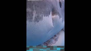 Shark attack caught live on camera If You’re Scared of sharks how shortsfeed sharkshorts short [upl. by Nariko]