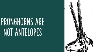 PRONGHORNS ARE NOT ANTELOPES [upl. by Soule]