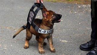 Funniest amp Cutest German Shepherd Puppies Funny Dog Videos 2024 [upl. by Shevlo884]