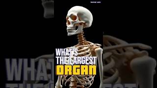 The Secret Life of Your Bodys Largest Organ [upl. by Atima]