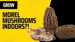 Growing Morel Mushrooms Indoors  Is THIS Possible [upl. by Rednasyl]