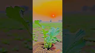 Ho Gaya ve rang Aaj sang karkenewharyanvisong newwatsaapstatus shotsvideo farming [upl. by Mak]