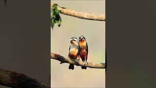 Cute falconet pair   nature [upl. by Crissy]