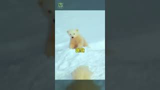 From Darkness to Light Polar Bear Cubs’ First Adventure polarbear arctic cubs [upl. by Reeve]