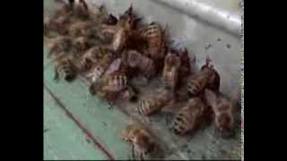 Beekeeping in Italy [upl. by Adal130]