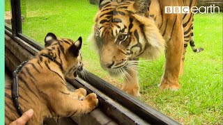 Cubs Meet Adult Tiger for the First Time  Tigers About The House  BBC Earth [upl. by Anet85]