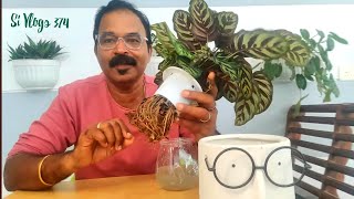 Water Calathea  വെറും വെള്ളത്തിൽ കലാത്തിയ വളർത്താം  How to grow calathea in water Indoor calathea [upl. by Elaen27]