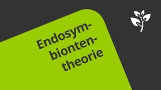 Die Endosymbiontentheorie Wie Chloroplasten und Mitochondrien entstanden sind  Biologie [upl. by Gisella]