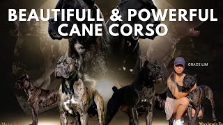 Cane Corso The Most Misunderstood Dog Breed [upl. by Eissert412]