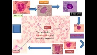 Blood cellsRBCWBCPlatelet NeutrophilEosinophilBasophilLymphocyteMonocyte Identification tips [upl. by Thevenot]