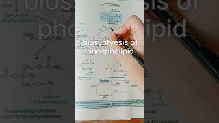 Biosynthesis of phospholipid [upl. by Anurb]