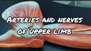 ARTERIES AND NERVES OF UPPER LIMB  Gross Anatomy [upl. by Ordnasil]