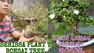 How to make serissa japonicaserissa foetida bonsai treebasic and easily [upl. by Jelle]