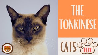 🐱 Cats 101 🐱 TONKINESE CAT  Top Cat Facts about the TONKINESE [upl. by Woodman]