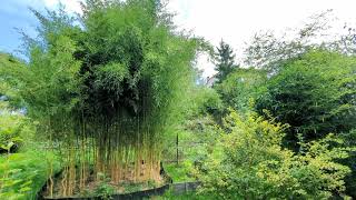 Phyllostachys Aureosulcata Spectabilis 18082023r Aktualizacja [upl. by Ruberta]