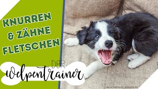 Zähnefletschen amp Knurren 😱 Was passiert mit meinem Hund  Der Welpentrainer  sixx [upl. by Uok]