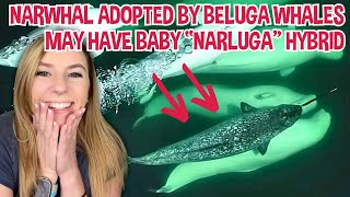 Stray narwhal adopted by beluga whale pod may soon have quotnarlugaquot babies [upl. by Aisenat576]