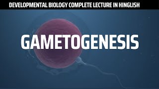 Gametogenesis  Developmental Biology Complete lecture on Gametogenesis [upl. by Wurst]