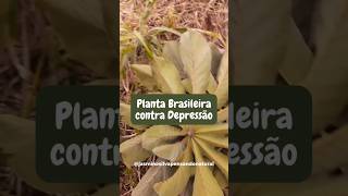 PLANTA BRASILEIRA CONTRA DEPRESSÃO shorts [upl. by Devina900]