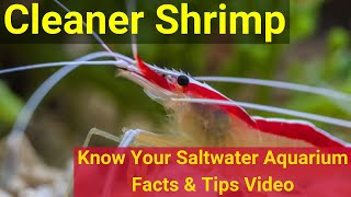 Cleaner Shrimp Lysmata amboinensis Know Your Saltwater Aquarium Facts amp Tips Saltwaterfishcom [upl. by Dympha]