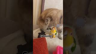 chatoparrots miniparrot caiques oiseau  Exotic chat n  Exotic cats persan 🦜🐱 [upl. by Ellecrag]