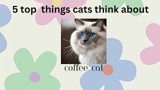 Cats top 5 thoughts with Coffee Cat 🐱☕️ [upl. by Linzer]