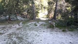 Lodgepole Campsite 170  Random deer walking through [upl. by Esened]