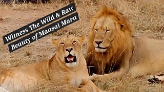 Witness The Wild amp Raw Beauty of Maasai Mara as Lion and Lioness Claim the golden sunset wildlife [upl. by Margret]