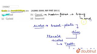 Scales in chondrichthyes are [upl. by Akcinahs299]