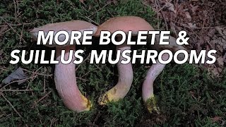 More Bolete And Suillus Mushrooms with Adam Haritan [upl. by Ackerman]