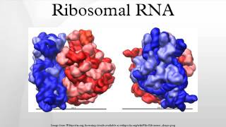 Ribosomal RNA [upl. by Llerrej]