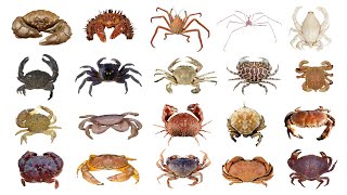 🦀 Different Types Of Crab  Species Of Crab  PART 1 [upl. by Constantia88]