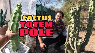 Lophocereus schottii monstruoso Reproducción y cuidados del Cactus Totem Pole [upl. by Stesha]