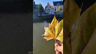 Golden Autumn in Tournai History channel and wishes to subscribers vlog travel subscribe [upl. by Coleen]