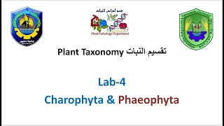 Section 4 Plant Taxonomy  Charophyta amp Phaeophyta [upl. by Naegem74]