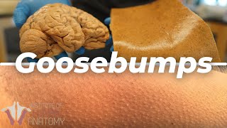 What Are Goosebumps [upl. by Wojcik]