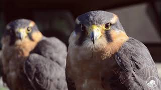 Blueberry Bird Abatement with Aplomado Falcons [upl. by Ulu]