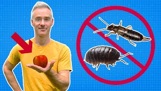 KILL Pill Bugs Earwigs amp Millipedes NATURALLY [upl. by Hayyikaz]