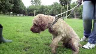 PITOU griffon croisé caniche de 7 ans à ladoption RP [upl. by Iden]