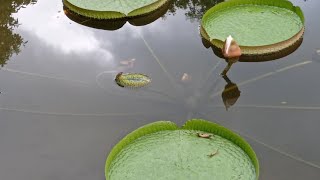 Giant Water Lily shortsshortvideoshort [upl. by Atem136]