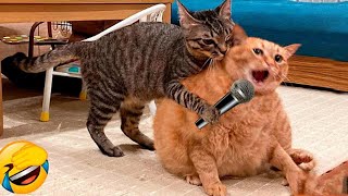 Funny Dogs And Cats Videos 2024 😅  Best Funniest Animal Videos Of The week 1491 [upl. by Mastic]