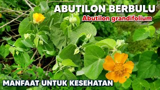 MANFAAT ABUTILON BERBULU ‼️ Abutilon grandifolium  Hairy Indian Mallow  Hairy Abutilon [upl. by Mcquade]