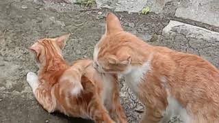 Kucing Kawin Mating Cat cats matingcats catslover pecintakucing kucing [upl. by Joseito]