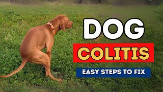 Dog Colitis Easy Steps To Fix [upl. by Pich376]