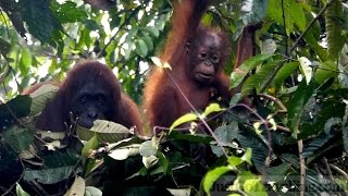 Nesting Orangutans in Danum Valley Borneo [upl. by Nila]