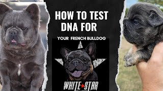 How to test French Bulldogs DNA and Color  Whitestar Bulldogs frenchbulldog [upl. by Naitsyrk277]