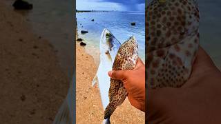 Found dead spotted grouperfish and mackerel on the beach shorts shortvideo viralvideo [upl. by Aiciruam]